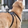 Arnes Gopro Para Perros Soporte 2 Camaras Deportivas 7-54 Kg